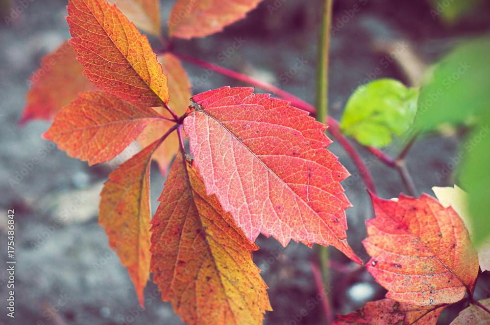 Autumn red leaves (Virginia creeper leaf). Close-up view of leaf in the park Autumn red leaves (Virginia creeper leaf). Close-up view of leaf in the park