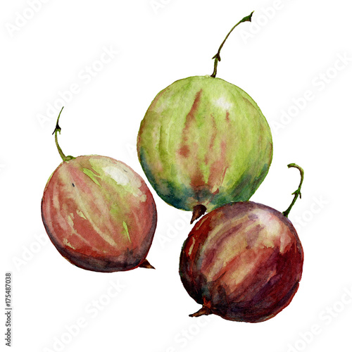 Gooseberry watercolor painted