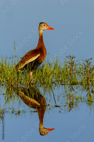 Black-bellied Whistling-Duck, Reflection