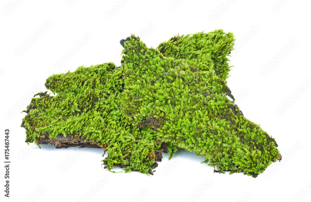 Obraz premium Green moss on white background