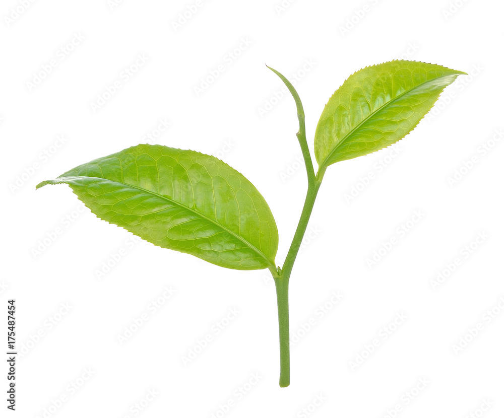 green tea leaf isolated on white background green tea leaf isolated on white background