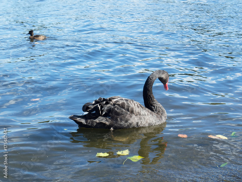 A beautiful black swan swimming in a pond in autumn.