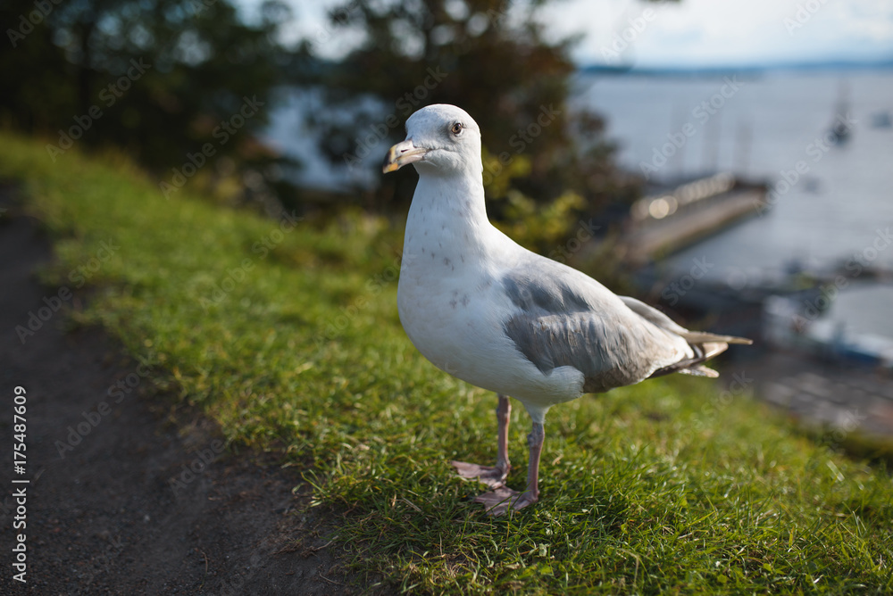Seagull Portrait on Grass