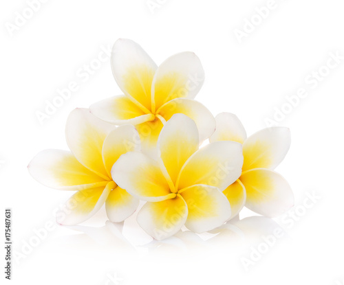 frangipani flower isolated on white background