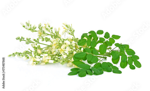 Moringa flowers on a white background