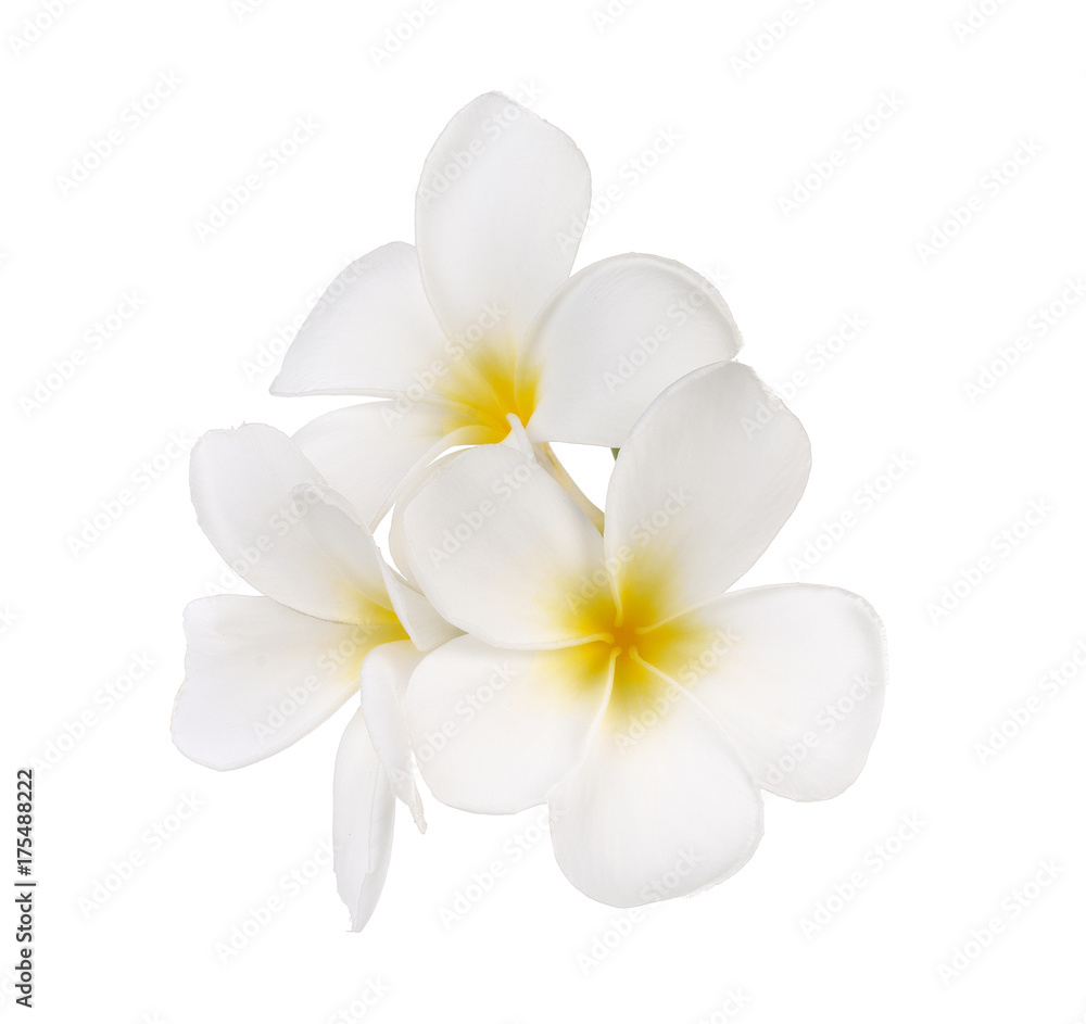 Tropical flowers frangipani (plumeria) Tropical flowers frangipani (plumeria)