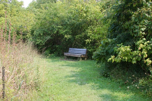 The park bench near the bushes of the forest.