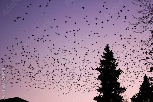 birds in the sunset sky