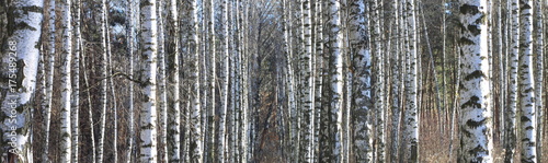 Trunks of birch trees  birch forest in spring  panorama with birches
