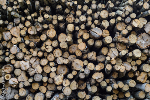 Large quantity of wood pine logs with bark