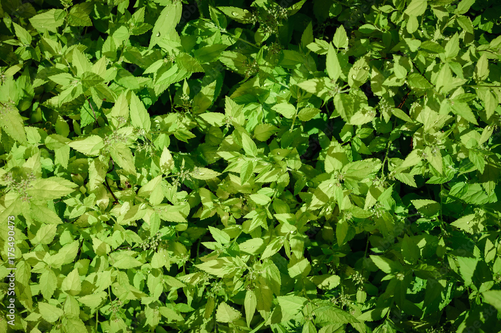 Bush spirea, background. Without flowers. The whole frame is occupied by green branches of a bush. Bush spirea, background. Without flowers. The whole frame is occupied by green branches of a bush.