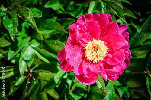 A pink peony in the blurred background of the green flowerbed. top view