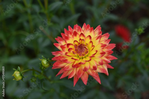 Fototapeta Naklejka Na Ścianę i Meble -  Dahlia jaune et rose en été au jardin