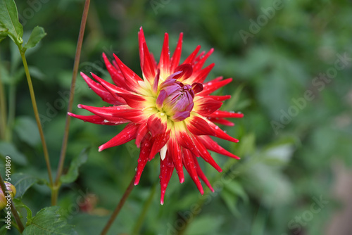 Fototapeta Naklejka Na Ścianę i Meble -  Dahlia cactus rouge et jaune au jardin en été