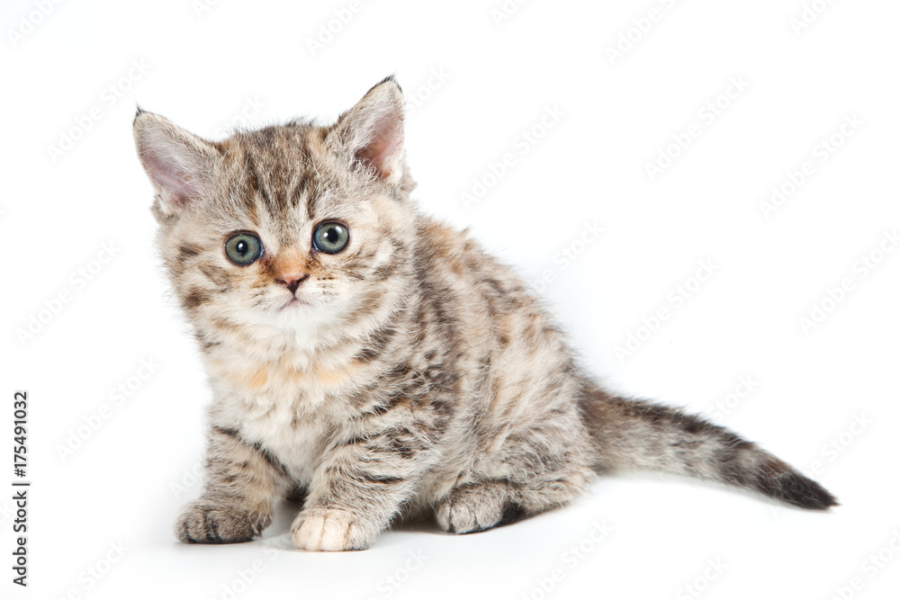 Curly striped kitten selkirk rex cat (isolated on white)