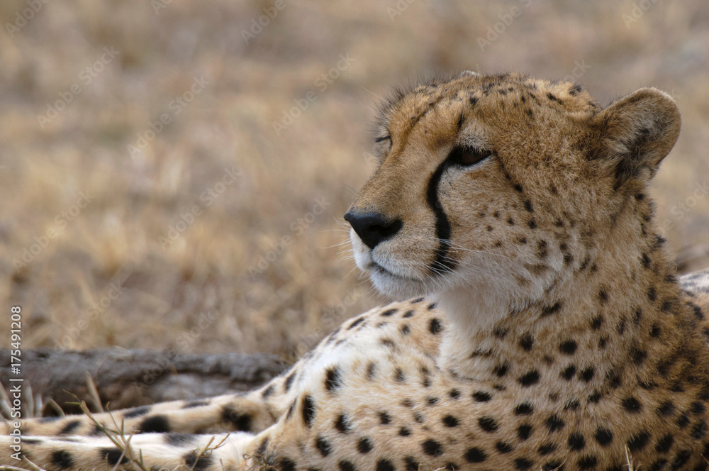 Cheetah (Acinonyx jubatus), Masai Mara, Kenya Cheetah (Acinonyx jubatus), Masai Mara, Kenya