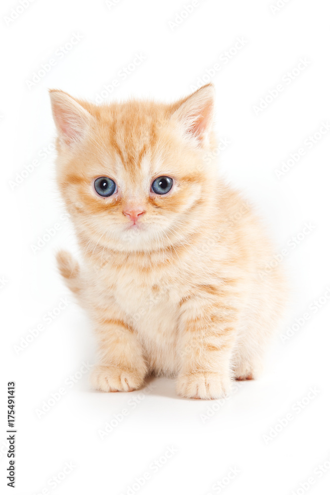 Red striped kitten (isolated on white)