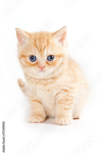 Red striped kitten (isolated on white)