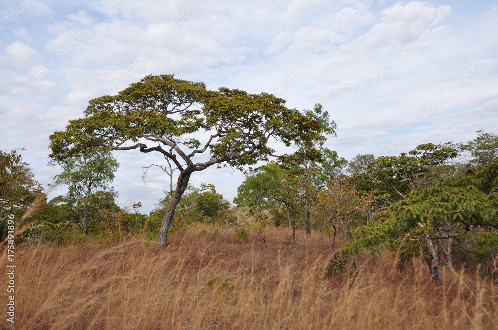 The African landscape. Tanzania