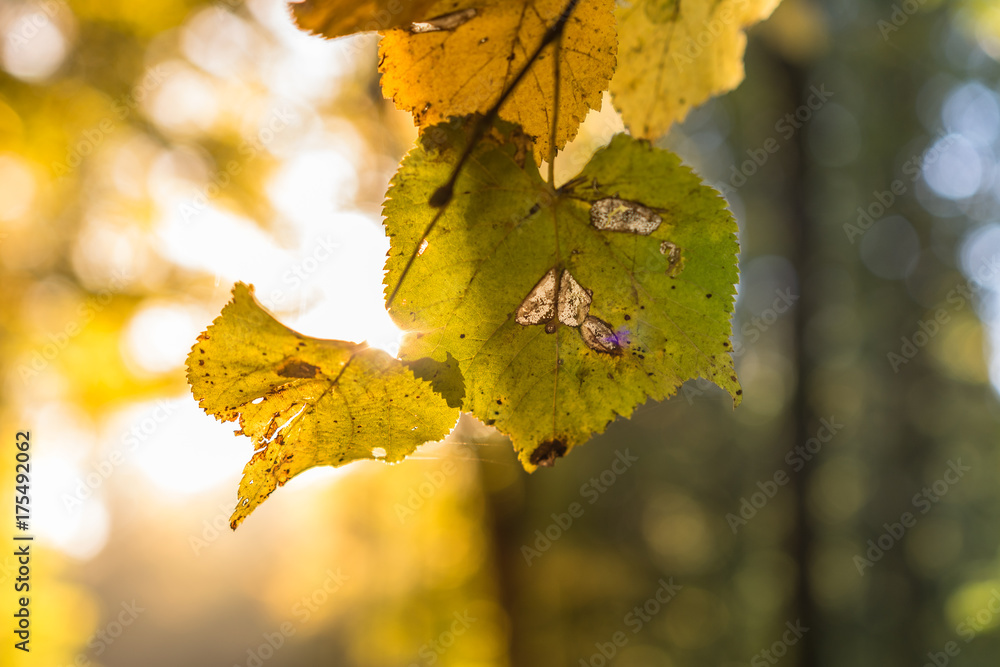 Obraz premium Herbst Idylle 