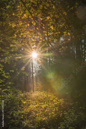 Idylle im Wald mit Sonnenlicht und neben 