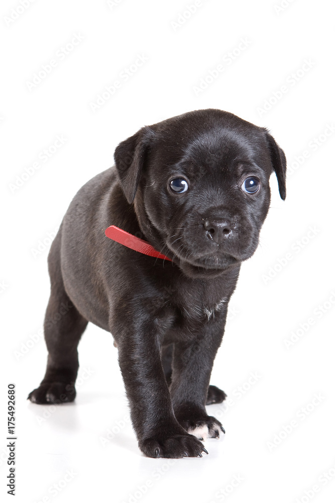 black puppy of a Staffordshire terrier in a red collar (isolated on white)
