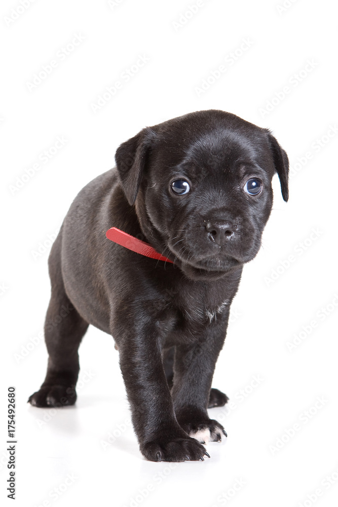 black puppy of a Staffordshire terrier in a red collar (isolated on white) black puppy of a Staffordshire terrier in a red collar (isolated on white)