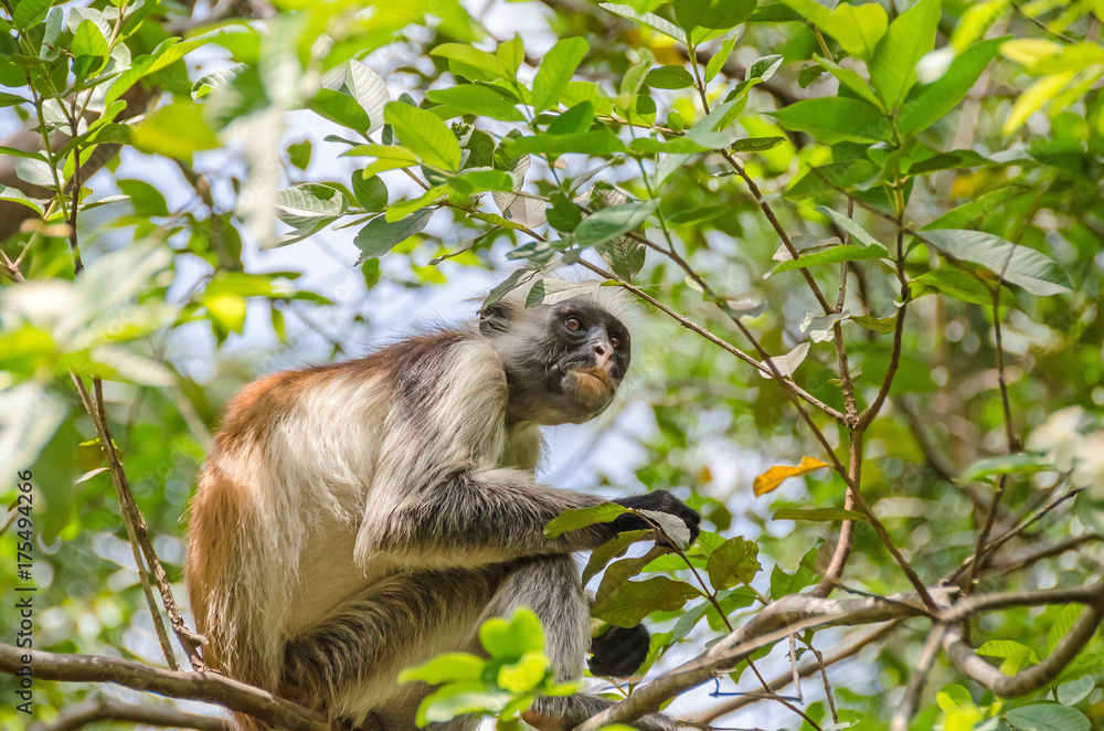 Fototapeta premium Zanzibar Red colobuses in Jozani Forest on Zanzibar