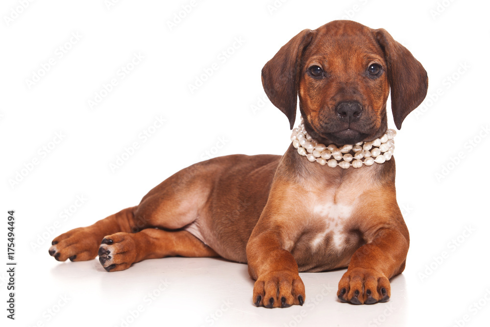 Red-haired puppy Ridgeback dog and white beads (isolated on white) Red-haired puppy Ridgeback dog and white beads (isolated on white)