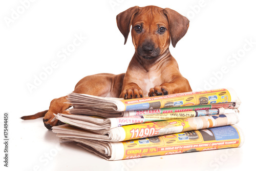 Red-haired puppy Ridgeback dog and newspaper (isolated on white)