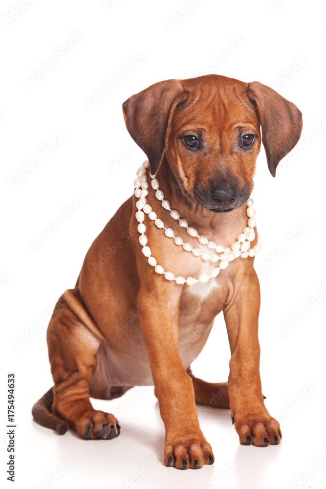 Red-haired puppy Ridgeback dog and white beads (isolated on white) Red-haired puppy Ridgeback dog and white beads (isolated on white)