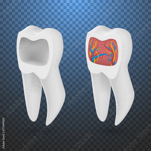 Illustration of Vector Realistic 3D Tooth Set. Healthy Teeth Set Care Vector Product Template Isolated on Transparent Background