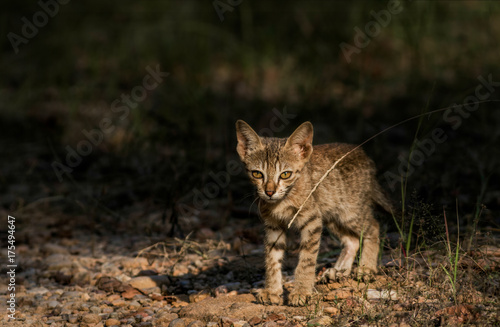 Wallpaper Mural Wild cat (kitten) Torontodigital.ca