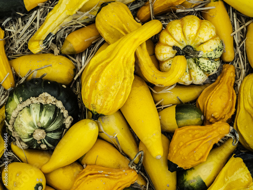 different decorative gourds photo