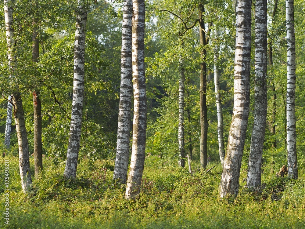 Birkenbäume mit schwarz-weißer Rinde und grünen Blättern Birkenbäume mit schwarz-weißer Rinde und grünen Blättern