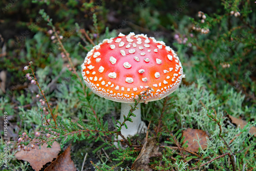 Fliegenpilz im Herbstwald Fliegenpilz im Herbstwald