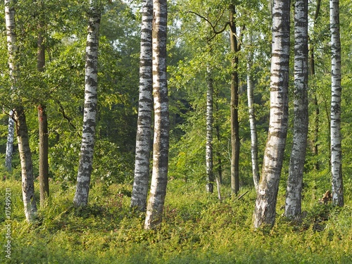 Fototapeta Naklejka Na Ścianę i Meble -  Birkenbäume mit schwarz-weißer Rinde und grünen Blättern