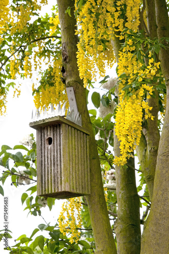 birdhouse in spring flowering tree, Wisteria chinensis