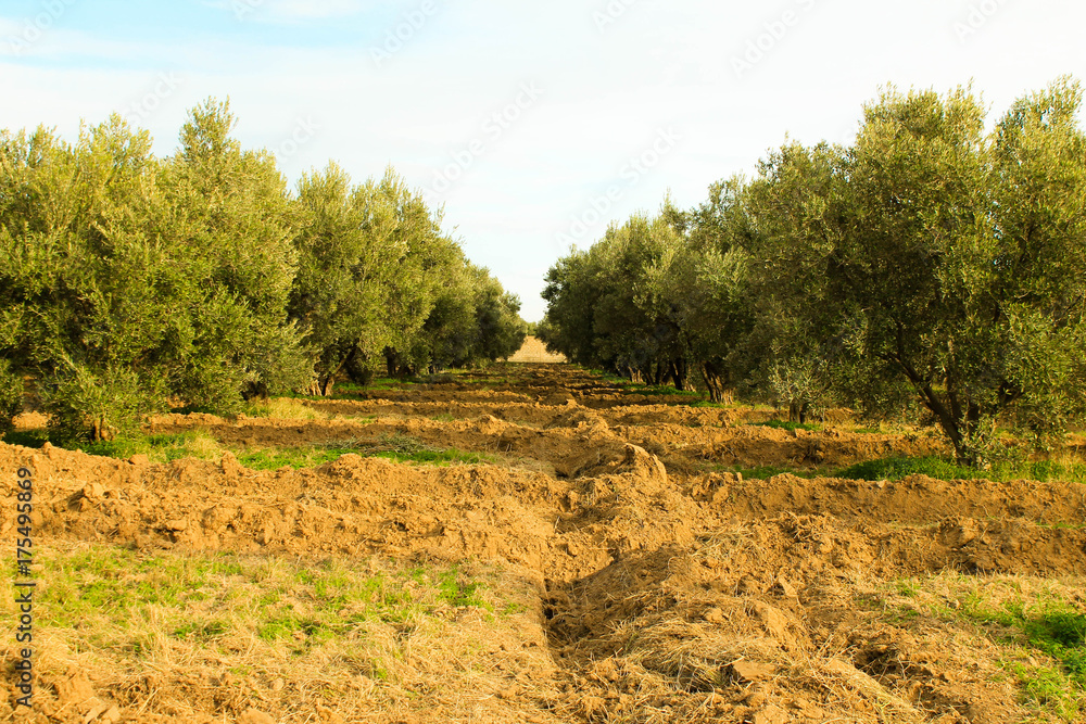 olives trees in algeria 