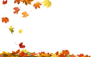 Autumn falling maple leaves isolated on white background