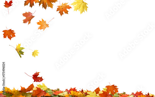 Autumn falling maple leaves isolated on white background