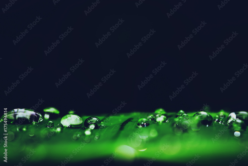 Natural background rain drops on the green leaf Natural background rain drops on the green leaf