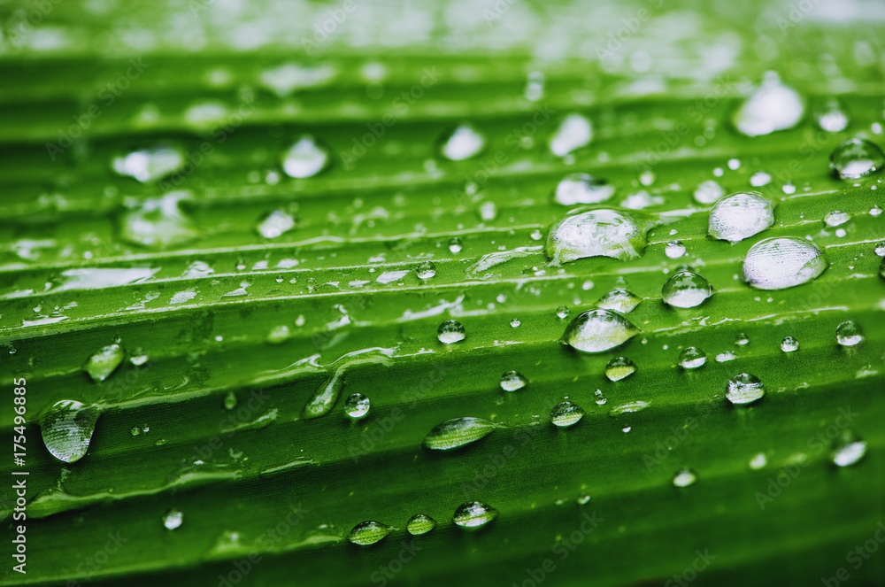 Natural background rain drops on the green leaf Natural background rain drops on the green leaf