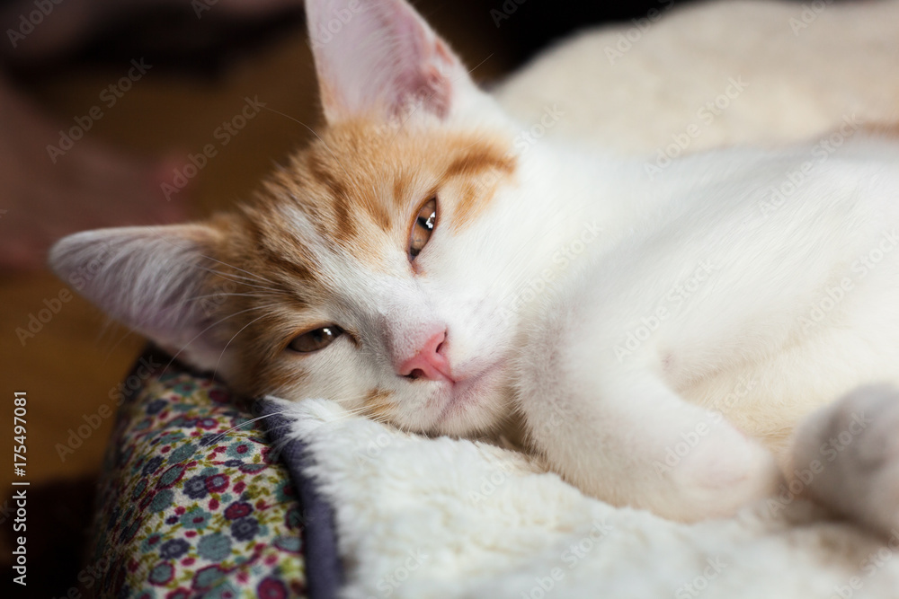 Obraz premium Cute Little Kitty