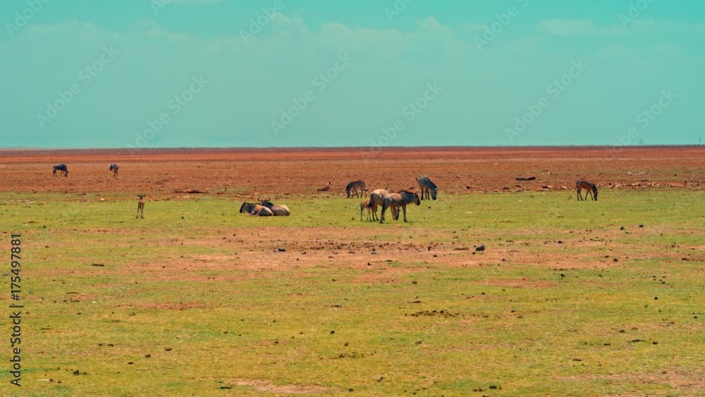 Cinematic camera shot of zebra and wildebeest herd resting and feeding on a bright, hot, sunny day in picturesque, colorful savanna plains of Lake Manyara national park in Tanzania, Africa. Cinematic camera shot of zebra and wildebeest herd resting and feeding on a bright, hot, sunny day in picturesque, colorful savanna plains of Lake Manyara national park in Tanzania, Africa.