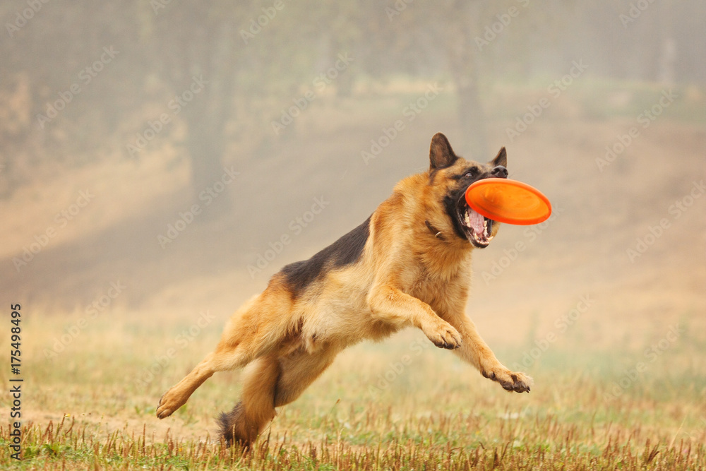 A shepherd dog runs after a frisbee in the field A shepherd dog runs after a frisbee in the field