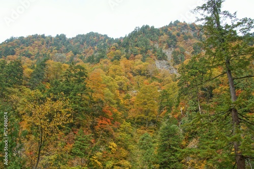 秋の黒部峡谷