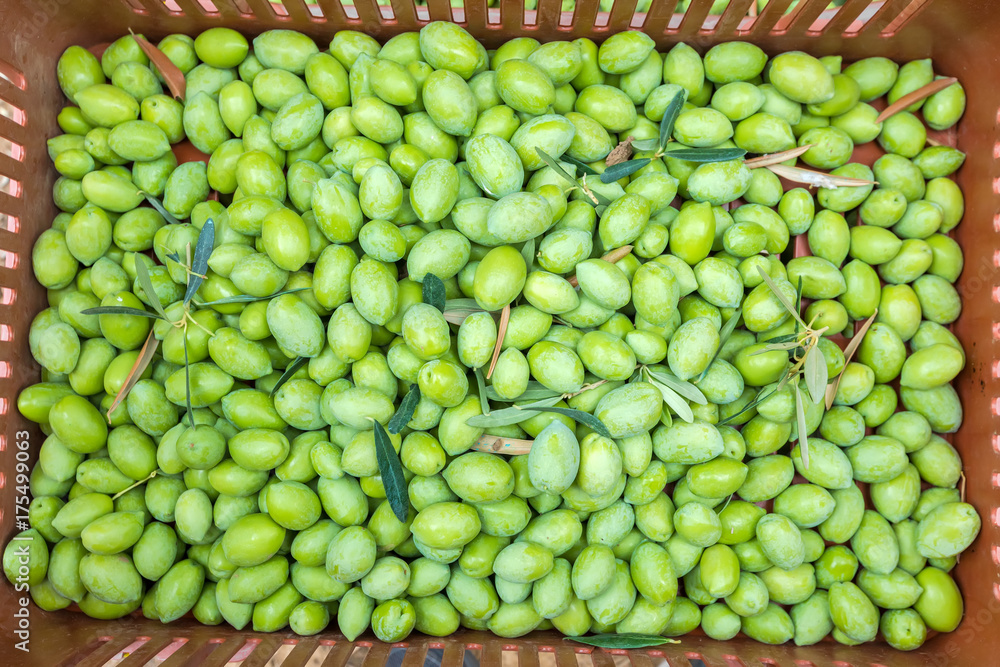 Olives harvesting in a field in Chalkidiki,  Greece
