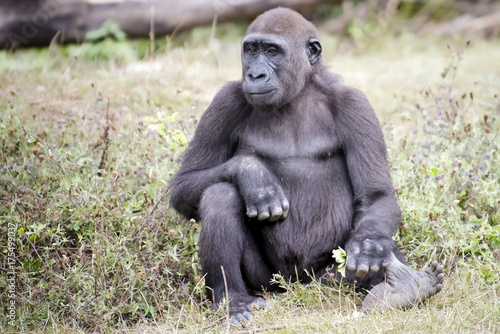 Gorille de 9 ans © Pascal Martin