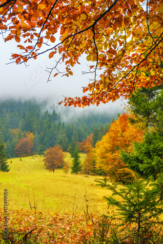 A view of a glade with fir trees in the fog through the branches of yellow trees. A beautiful view of the autumn forest and trees. 